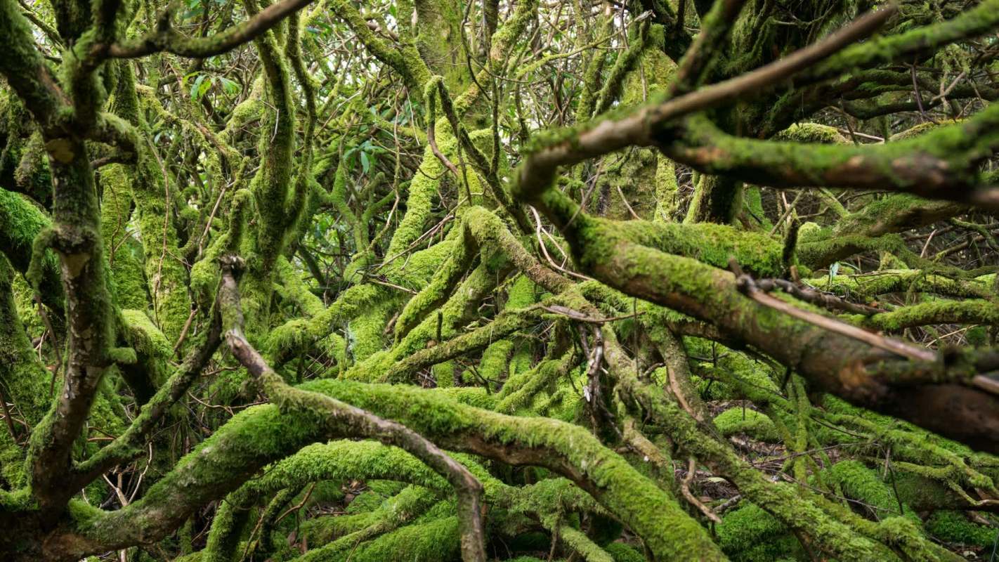 Dense green moss covers twisted tree branches in a lush forest setting.