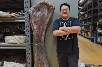 A person stands beside a large dinosaur bone in a storage area filled with fossil exhibits.