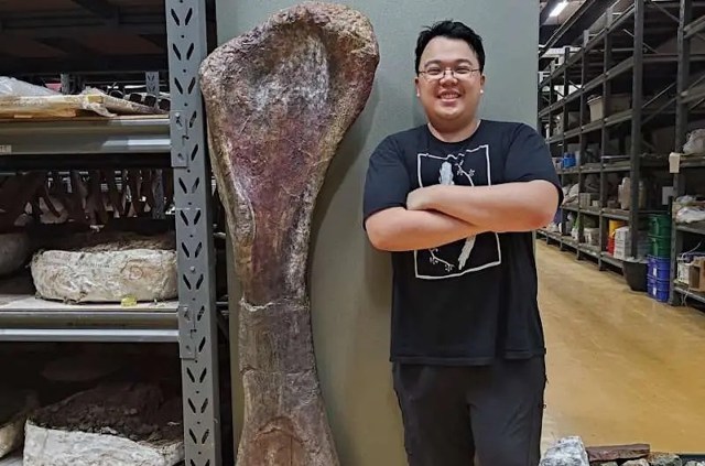 A person stands beside a large dinosaur bone in a storage area filled with fossil exhibits.
