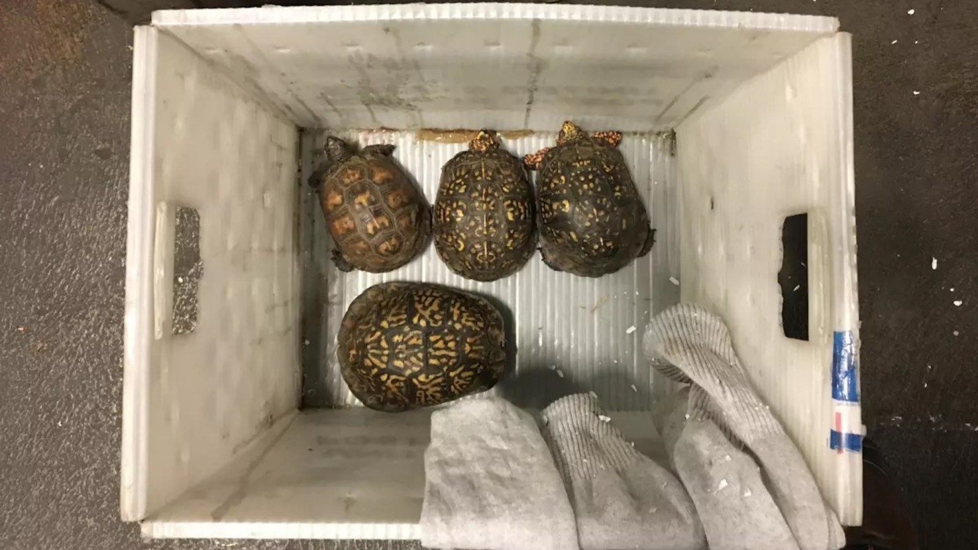 Four turtles are placed in a white container lined with a textured material and some gray towels.