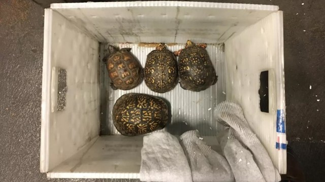 Four turtles are placed in a white container lined with a textured material and some gray towels.