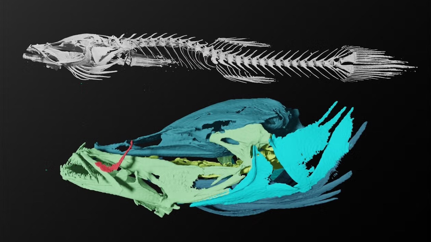 A 3D illustration of a fish skeleton juxtaposed with a colorful surface model of its body.