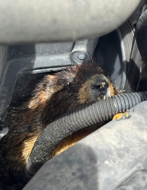 A marmot with a thick, brown coat sits inside a pet carrier, looking out through holes in the side.