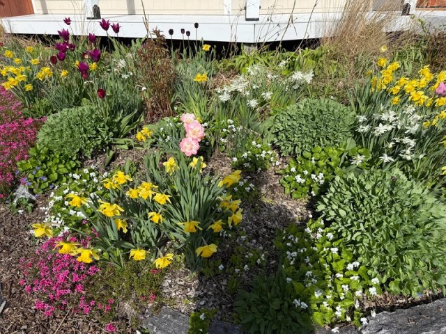 A colorful flower garden featuring tulips and daffodils near a porch with a stone wall.