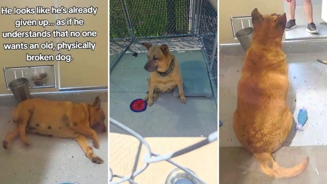 An older dog sits in a kennel, looking forlorn alongside a blue toy and food bowls in the background.