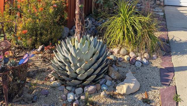 A large succulent plant surrounded by colorful pebbles and decorative foliage in a landscaped garden.