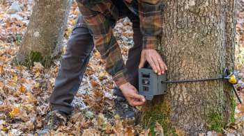 A person in a plaid shirt attaches a camera to a tree in a forest covered with fallen leaves.