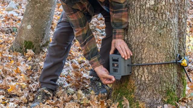 A person in a plaid shirt attaches a camera to a tree in a forest covered with fallen leaves.