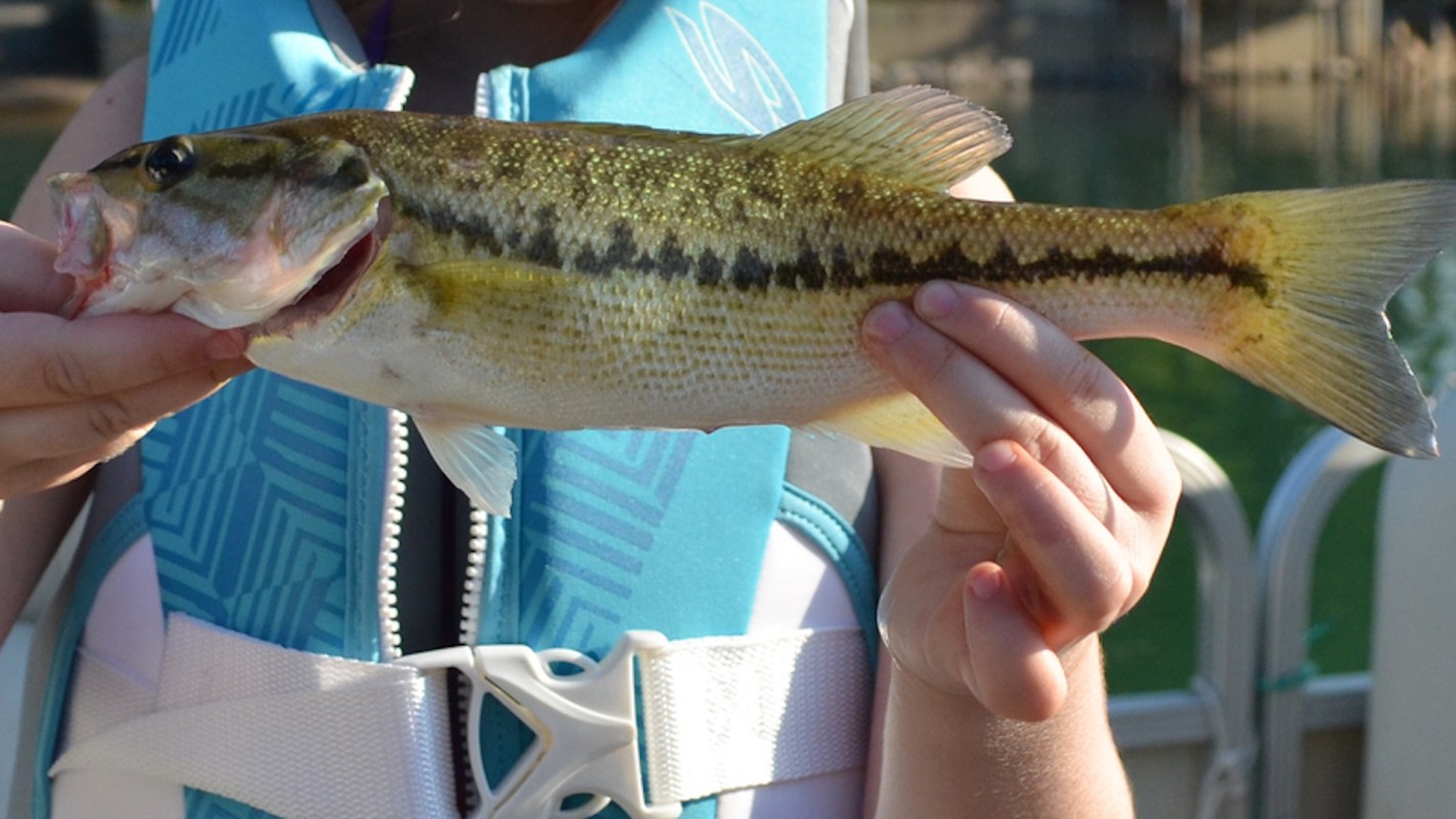 A child holding a freshly caught fish while wearing a blue life jacket.