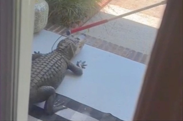 A large alligator is lying on a porch while being restrained by a pole.