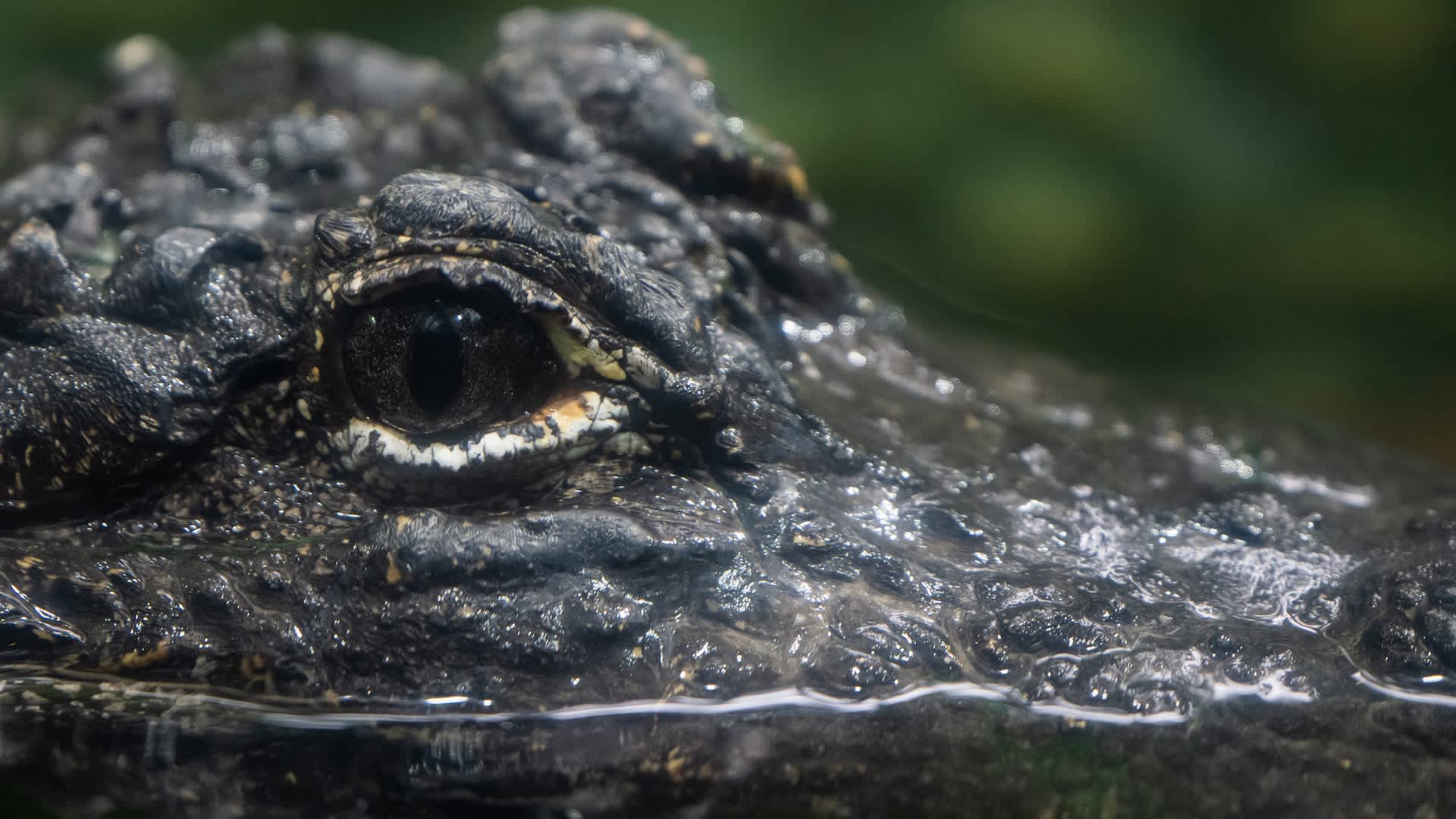 Louisiana's legendary 19-foot alligator record is now under scrutiny after 135 years