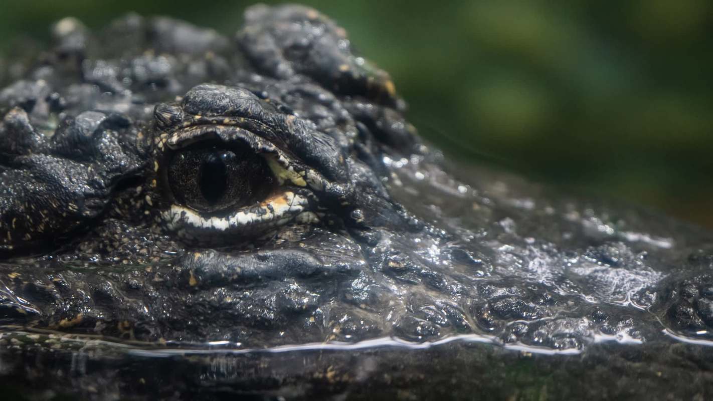 A close-up view of an alligator's eye partially submerged in water.