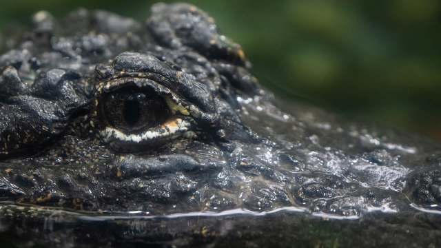 A close-up view of an alligator's eye partially submerged in water.