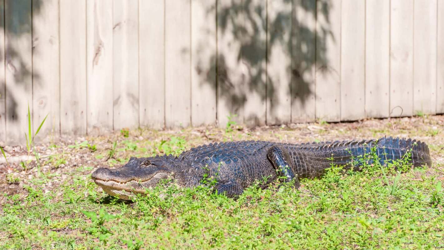 An alligator lying on grass near a wooden fence, partially covered by greenery.