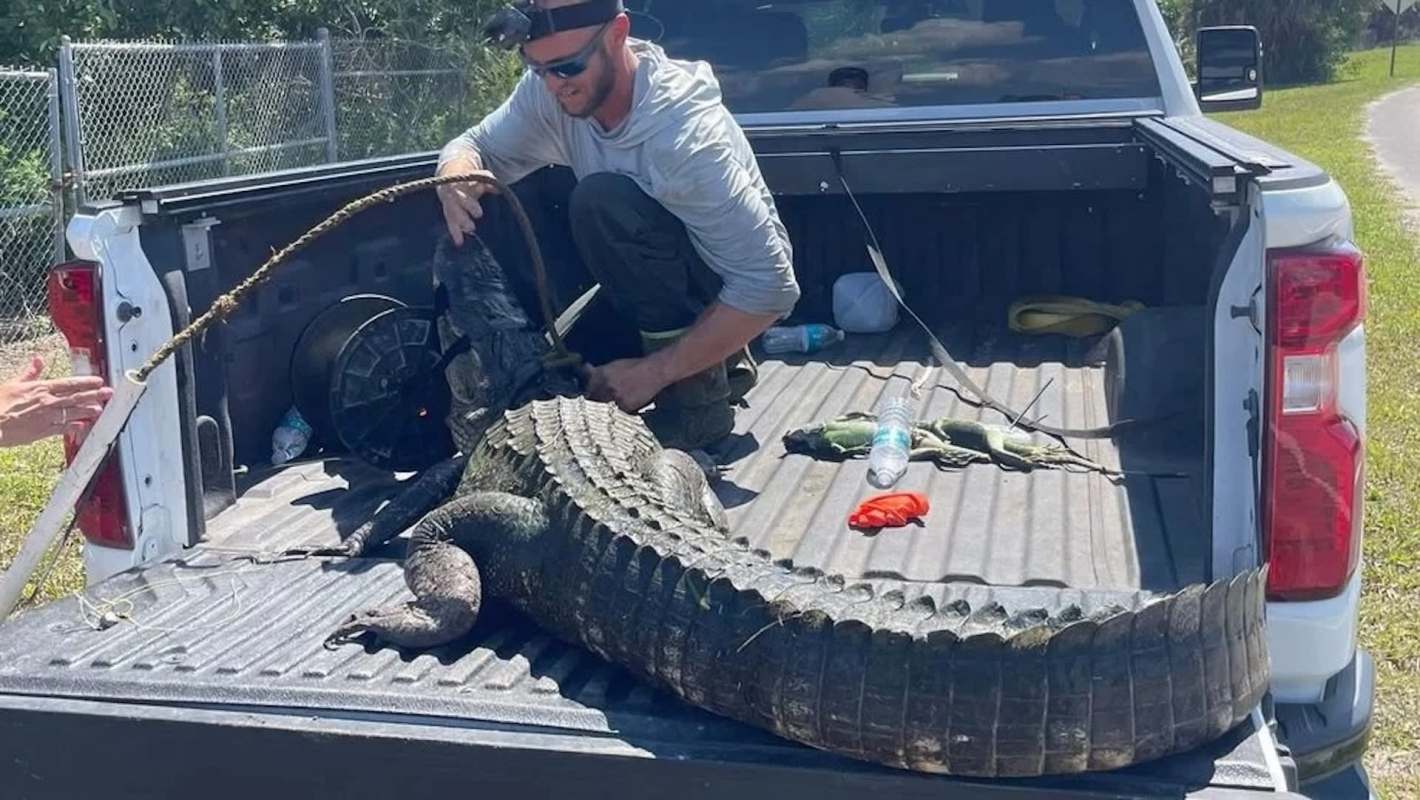 A man wrangles an alligator in the back of a pickup truck.