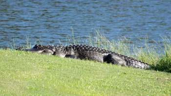 An alligator rests on the grassy bank beside a tranquil body of water.