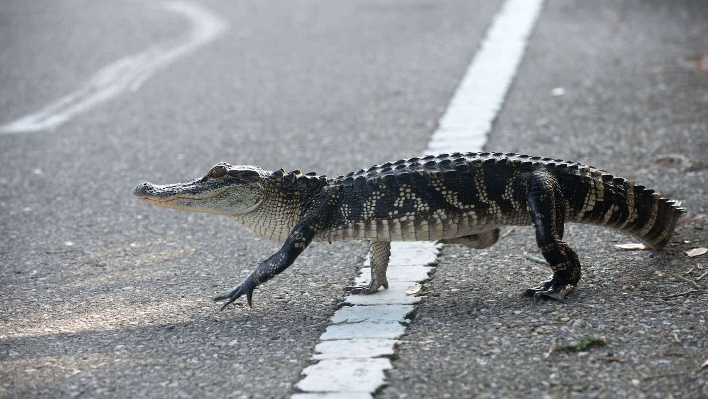 A crocodile walking across a paved road beside a white line.