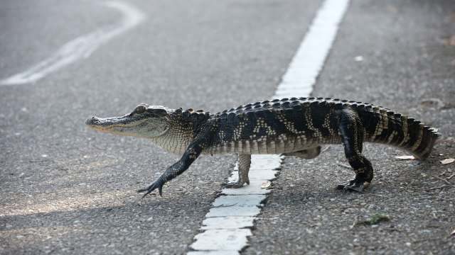 A crocodile walking across a paved road beside a white line.