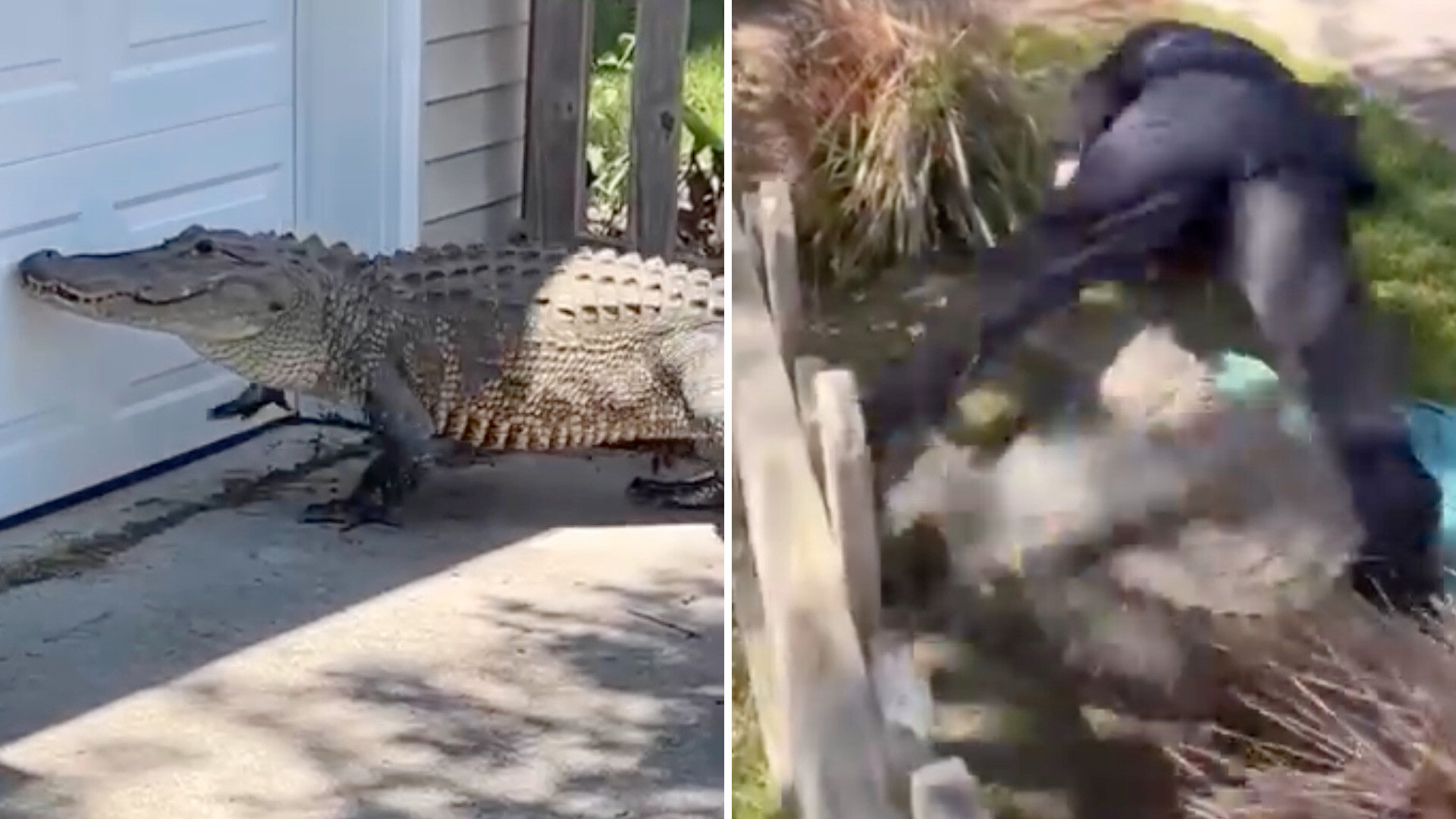 Viral video shows police wrestling alligator in South Carolina neighborhood as residents say sightings are climbing