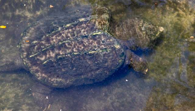 A large alligator snapping turtle rests on the bottom of a calm, clear body of water surrounded by plants and debris.