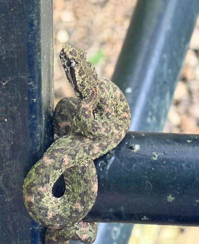 A camouflaged snake resting on a black pipe amidst green foliage.