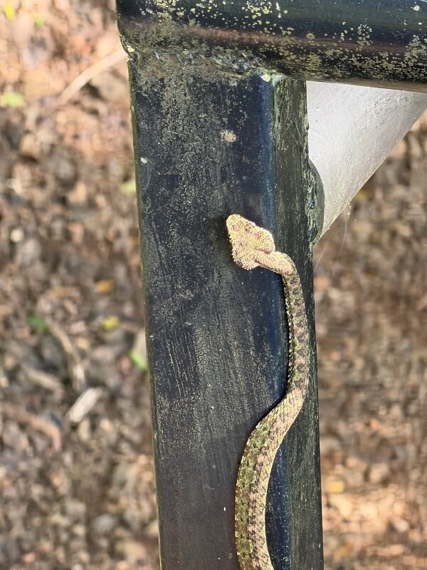 A camouflaged snake resting on a black pipe amidst green foliage.