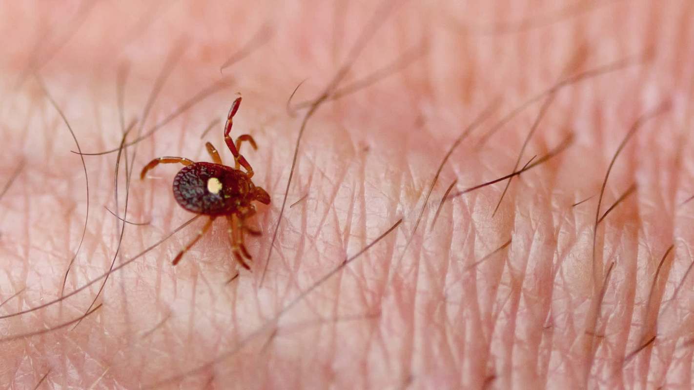 A close-up of a Lone Star tick with a dot on its surface crawling on human skin, showing fine hair and skin texture.