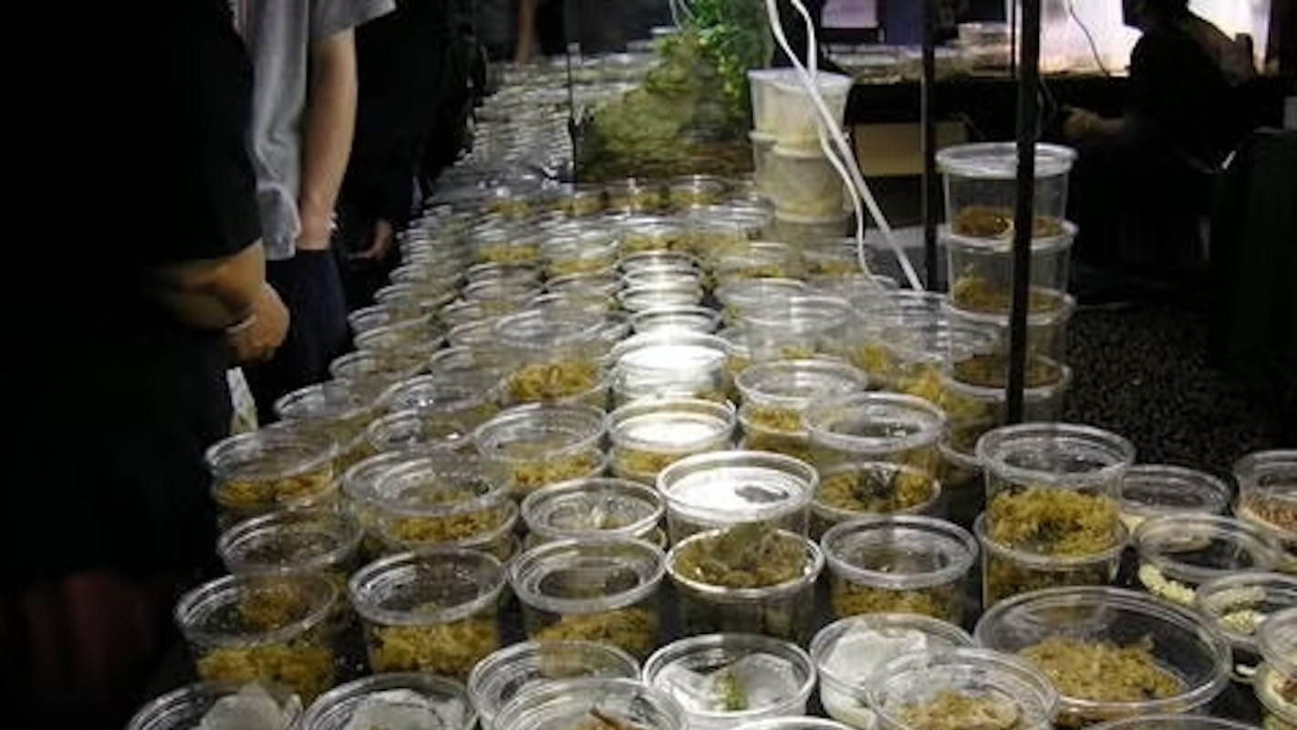 A crowded market display featuring numerous transparent containers filled with various types of small creatures or specimens.