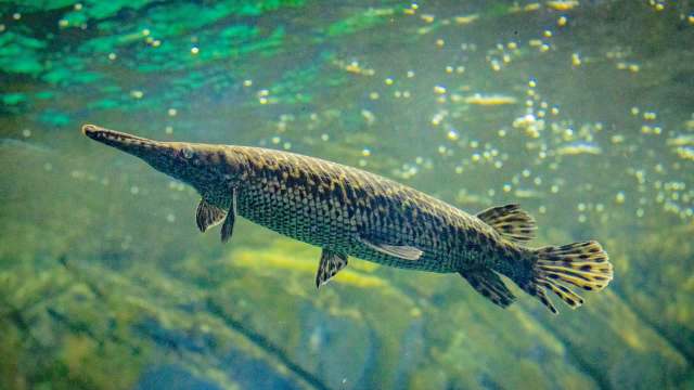 A long-bodied alligator gar with a pointed snout swims gracefully underwater.