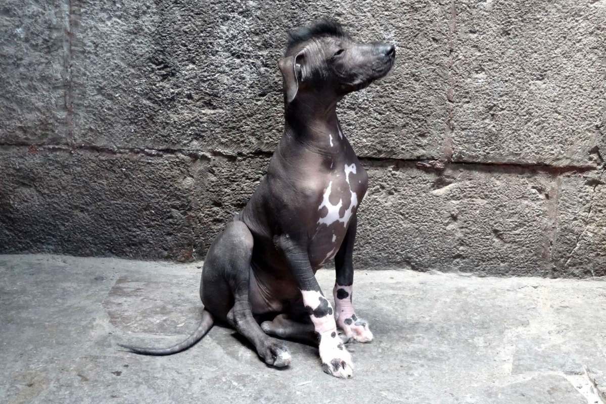 A dog sits attentively in front of a stone wall.