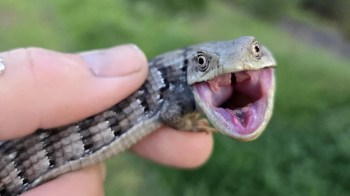 A person holds a large skink with its mouth wide open against a blurred green background.