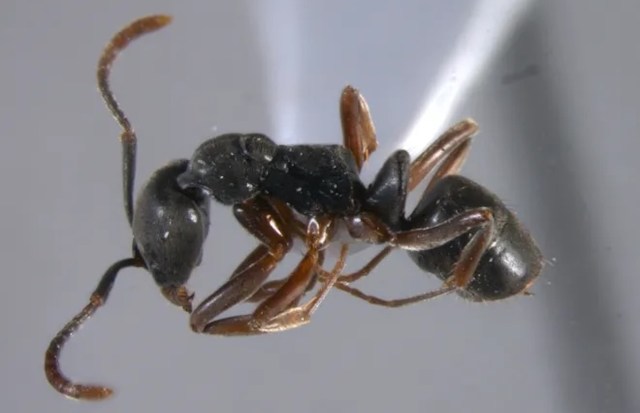 A close-up of a black Asian needle ant showcasing its segmented body and antennae against a light background.
