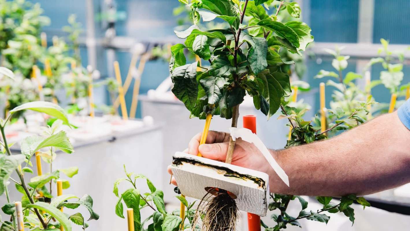 A hand holding a young apple plant with visible roots, surrounded by other greenery in a greenhouse setting.