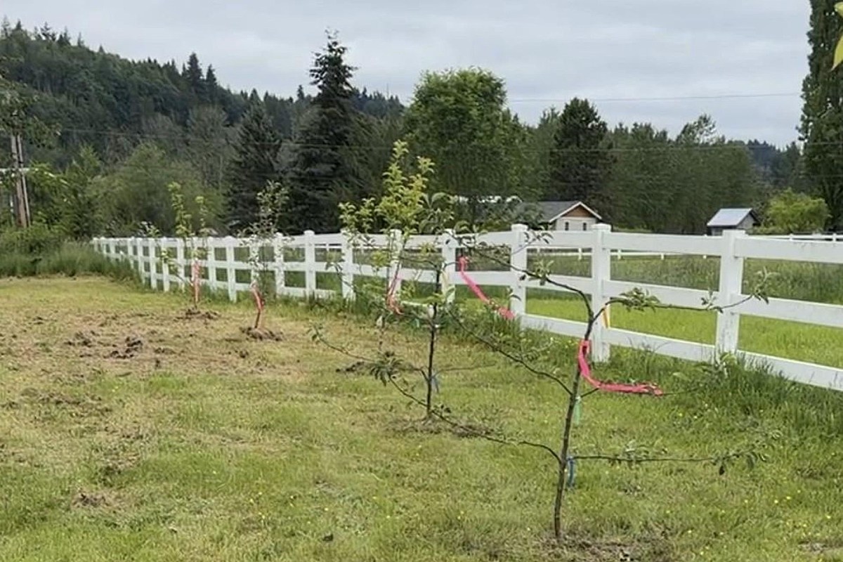A row of newly planted trees with colored ribbons along a white fence in a grassy field under a cloudy sky.