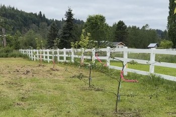 A row of newly planted trees with colored ribbons along a white fence in a grassy field under a cloudy sky.
