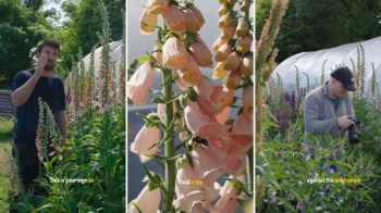 A collage showing a man in a garden, blooming foxgloves, and another man photographing plants near a polytunnel.