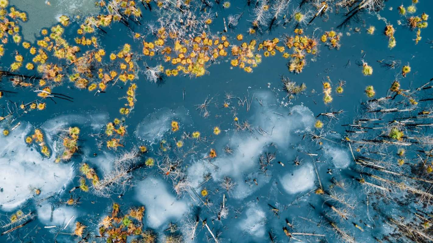 An aerial view of a blue wetland with scattered yellow vegetation and remnants of dead trees.