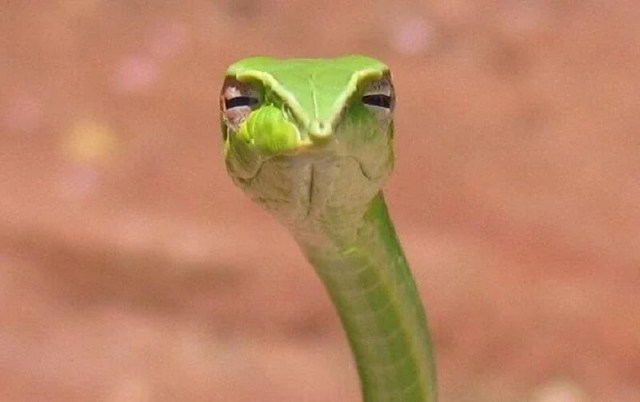 A close-up of a snake's head