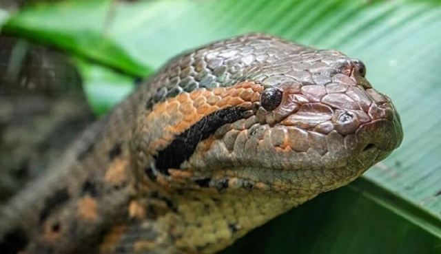 A close-up of a snake's head showing its scales and prominent eyes.