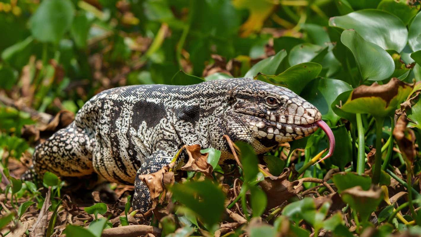 A large tegu lizard with a patterned body and forked tongue moving through green leaves and dried foliage.