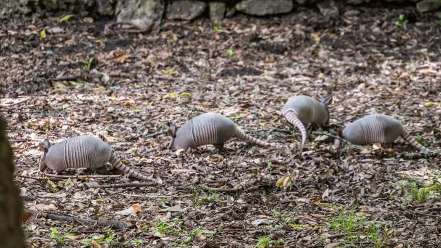 Four armadillos foraging on the forest floor covered with leaves and twigs.