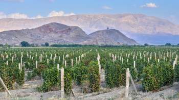 A lush vineyard stretches across the foreground with mountains in the background under a partly cloudy sky.