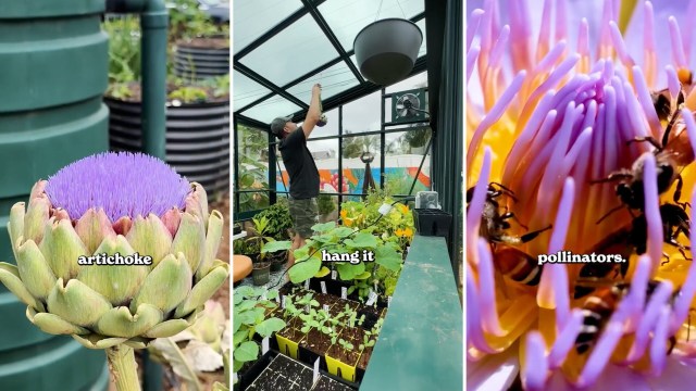A triptych featuring an artichoke, a person hanging a plant in a greenhouse, and bees on a colorful flower.