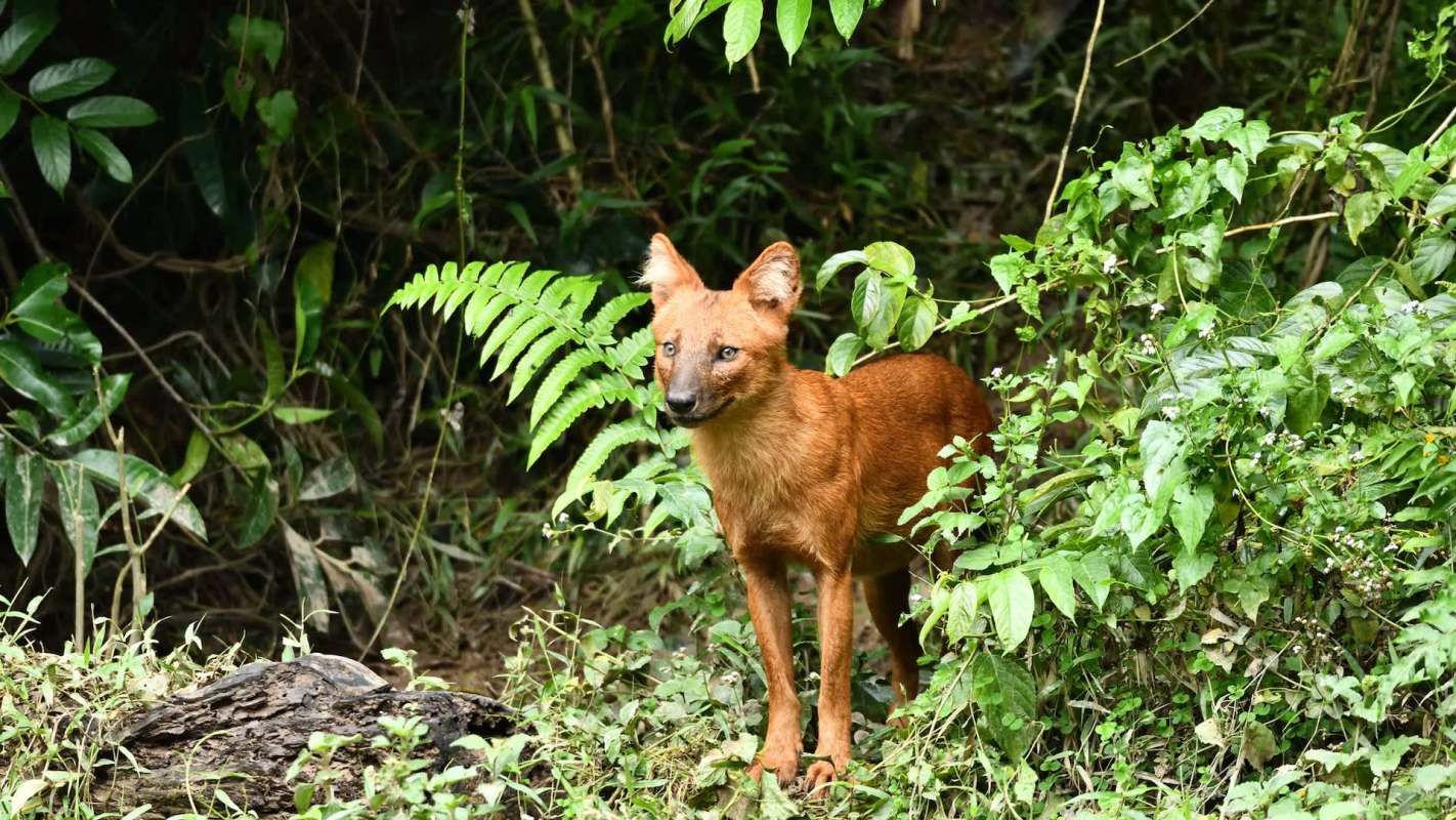 A reddish-brown dhole, an Asiatic wild dog, stands amid lush green foliage, gazing curiously.
