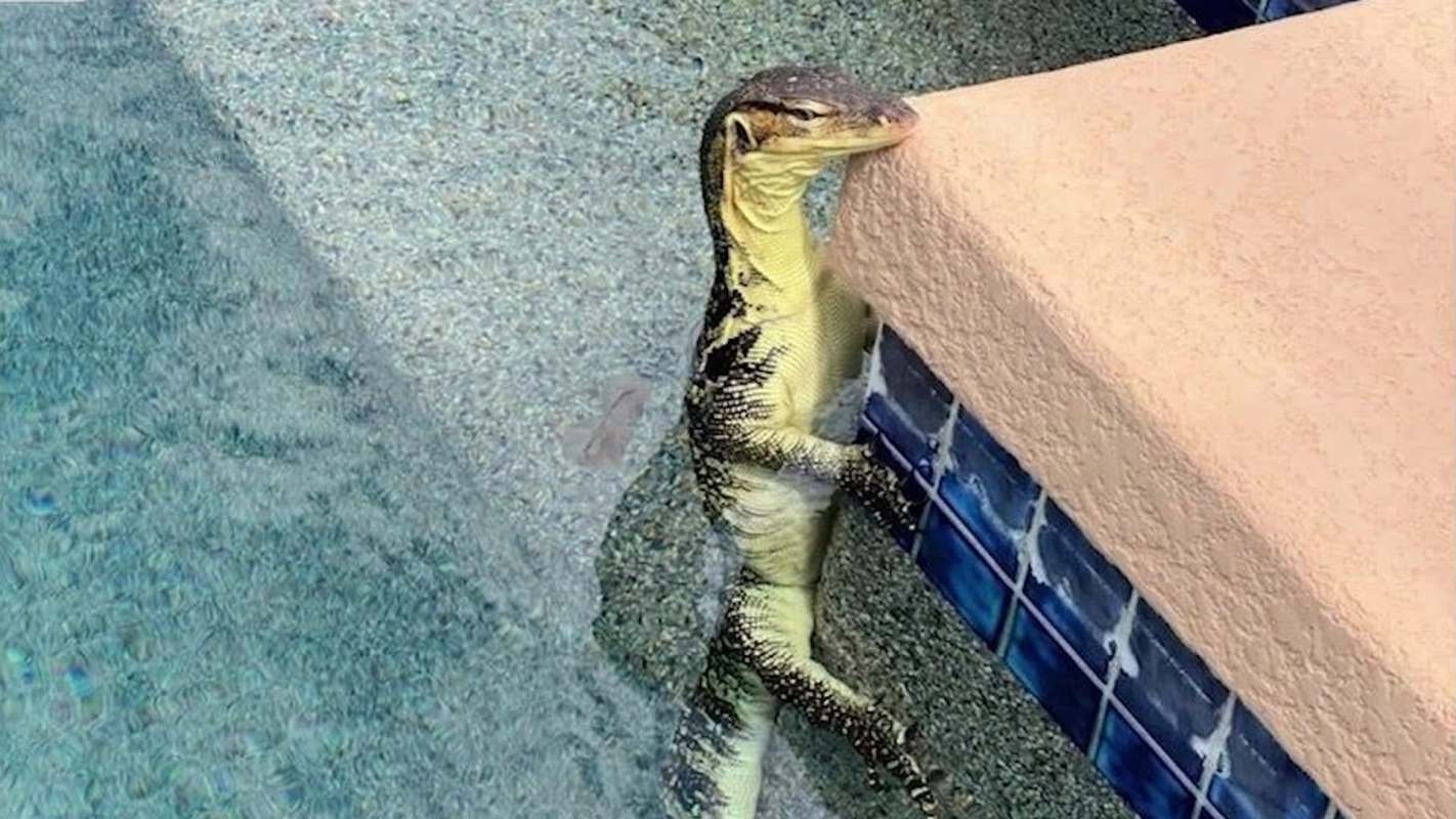 A monitor lizard partially emerges from a swimming pool, resting against the pool's edge.