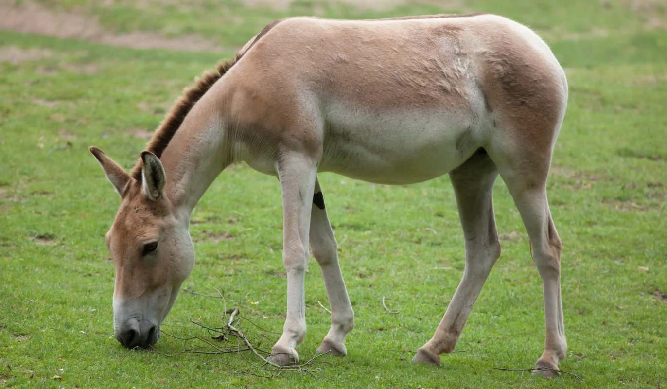 A wild ass grazing on green grass in a natural environment.