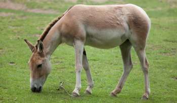 A wild ass grazing on green grass in a natural environment.