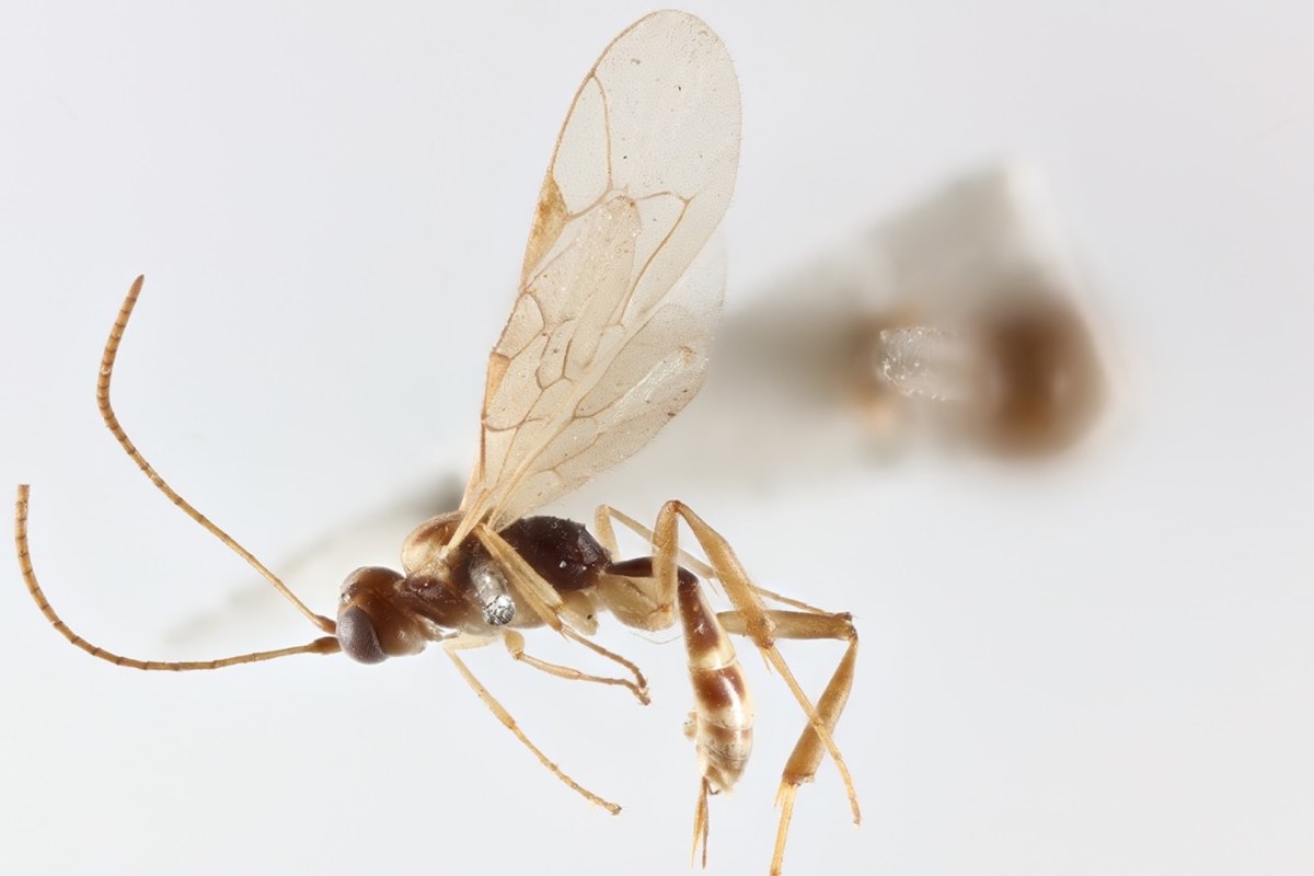 A close-up of a tiny wasp with transparent wings and a brown body, against a plain white background.