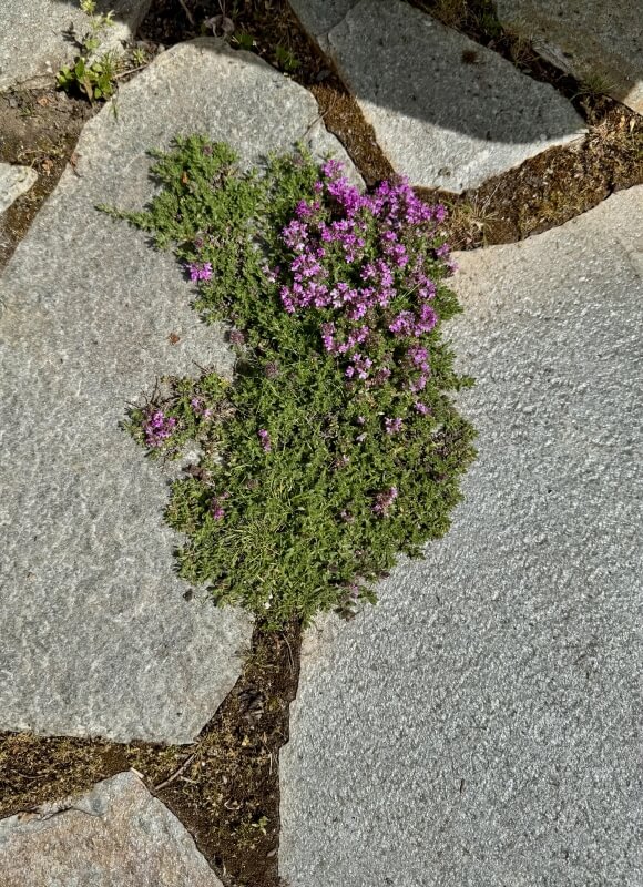 A close-up of vibrant pink flowers growing between stones covered with moss.