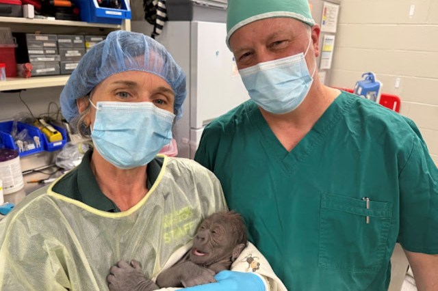 A baby gorilla being held by medical professionals after a C-section.